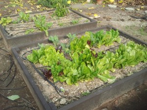 Far Box: Green Leaf, Perpetual Spinach, Green Pepper (that survived the winter!) Near Box: Lettuce varieties, Broccoli