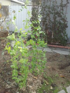 Sweet Peas on tomato trellises, Blackberry bushes on trellis in background