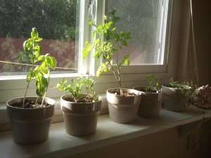 The window seal garden: basil, cilantro, tomato, sage, thyme