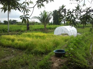 The Charis Teaching Farm: my new job awaits!  Dirt, plants, snails and crabs.  Oh, and lots of experimenting.