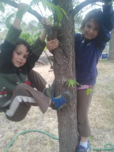 The kids climbing in Grammy's backyard.  I'm glad there are trees in Thailand.  They would be sad with nothing to climb.