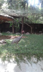 A 5 foot tall stork at the Night Safari: I don't normally take photos of wildlife, but this one reminded me of Kevin from Up.