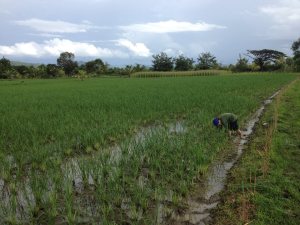And he weeds too!  Wish we could hire him.  I guess he'll have to just do it for fun.
