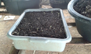 Radish sprouts. The started out well. I just hope they don't all get eaten before they give us seed.